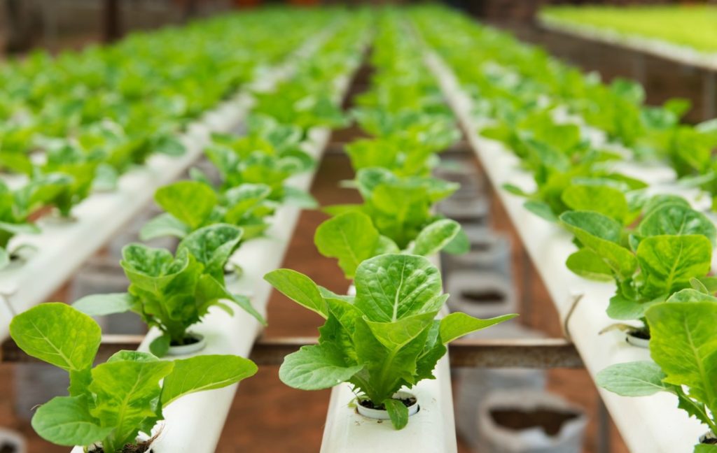 Vertical farming | Urban farming