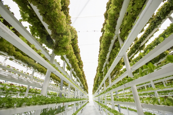 Vertical farming | Urban farming